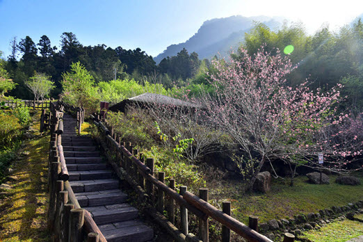 Alishan Mitu Walking Trail