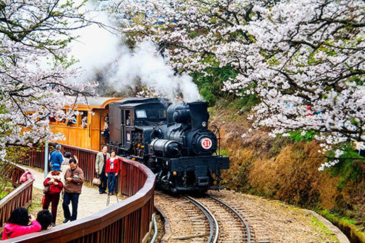 Taiwan Train Tours - 6D5N Alishan Indulgence