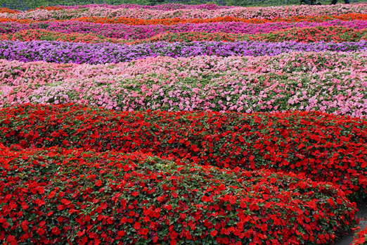 Taichung Flower Garden