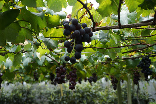 Fruit Picking Taichung