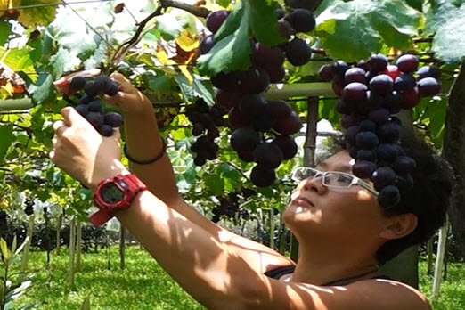 Experiential Taiwan Tours - Best doing grapes picking