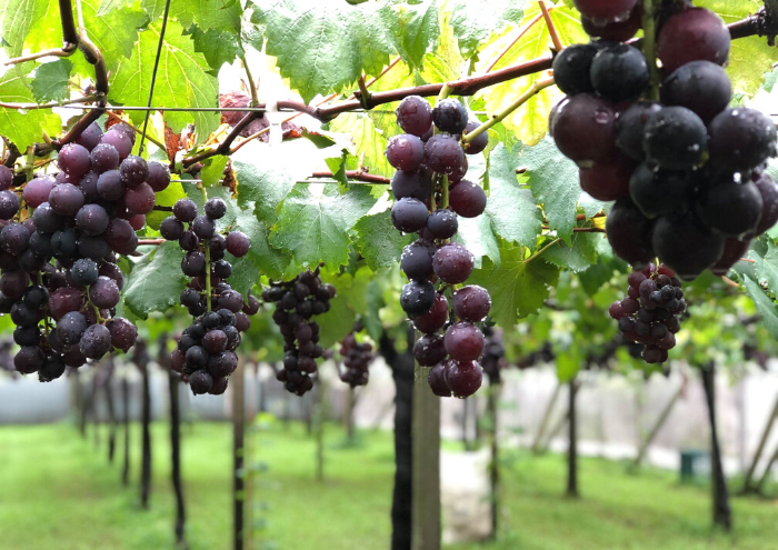 Grapes Picking