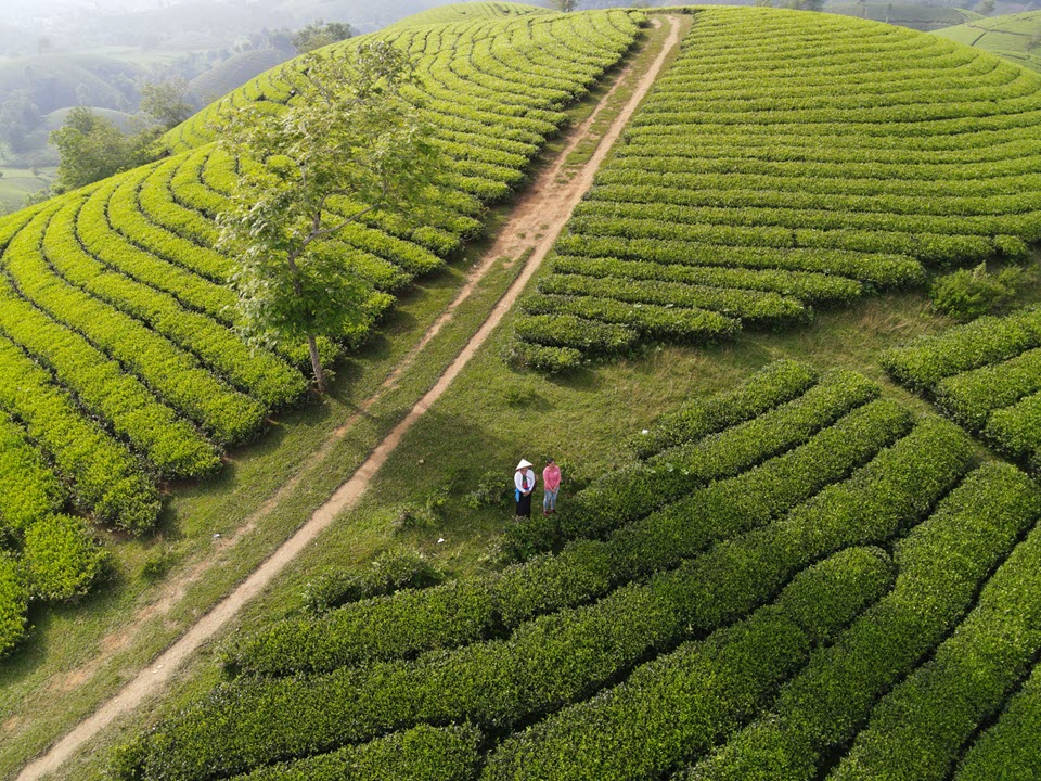 Nantou Tea Farm Tour
