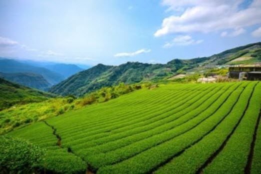 Alishan Tea Plantation